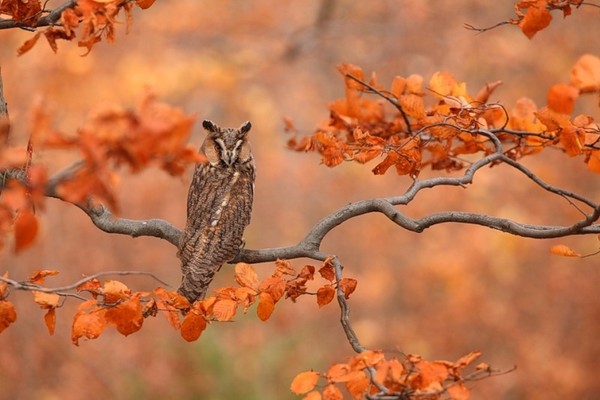 Superbe image d' oiseaux