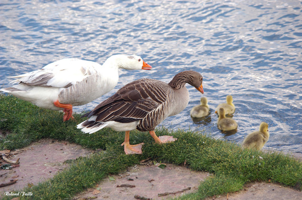 Belles familles