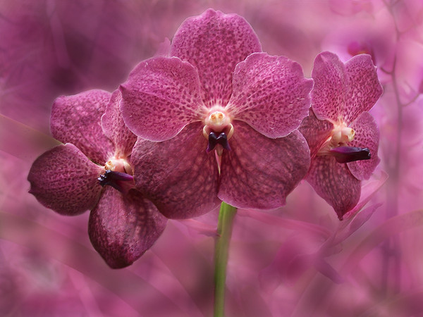 Fleurs d' Orchidées