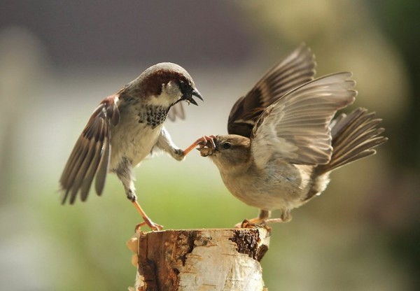 Superbes images d'oiseaux