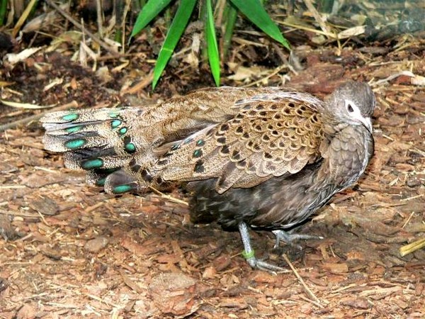 Superbes images d'oiseaux