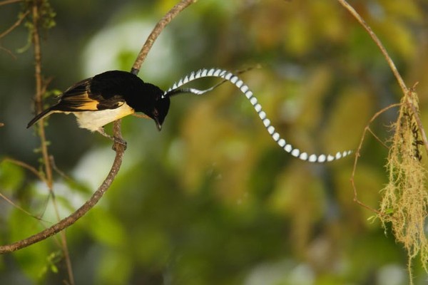 Superbes images d'oiseaux