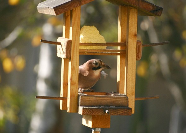 Superbe image d'oiseaux