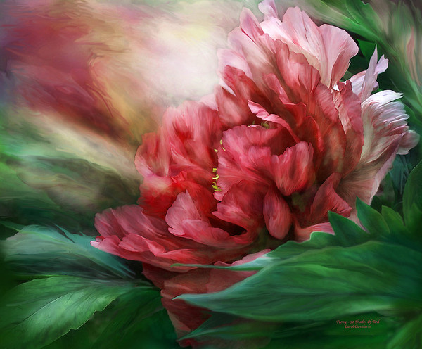 Fleurs de Carol Cavalaris