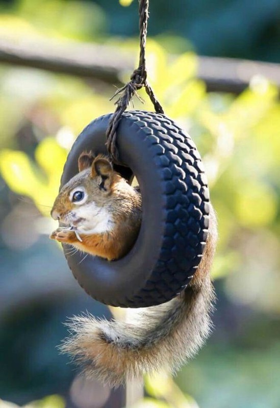 Belle image d'ecureuil