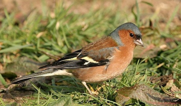 Superbes images d'oiseaux