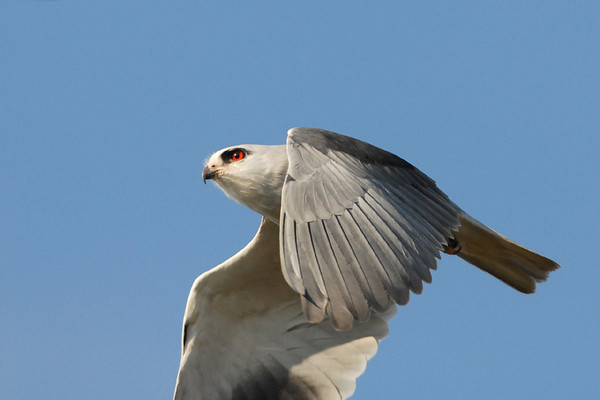 Superbes images d'oiseaux