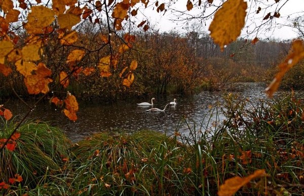 Paysage d'automne