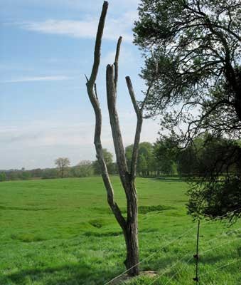 Beaumont-Hamel- 1ére guerre mondiale ,bataille de la Somme