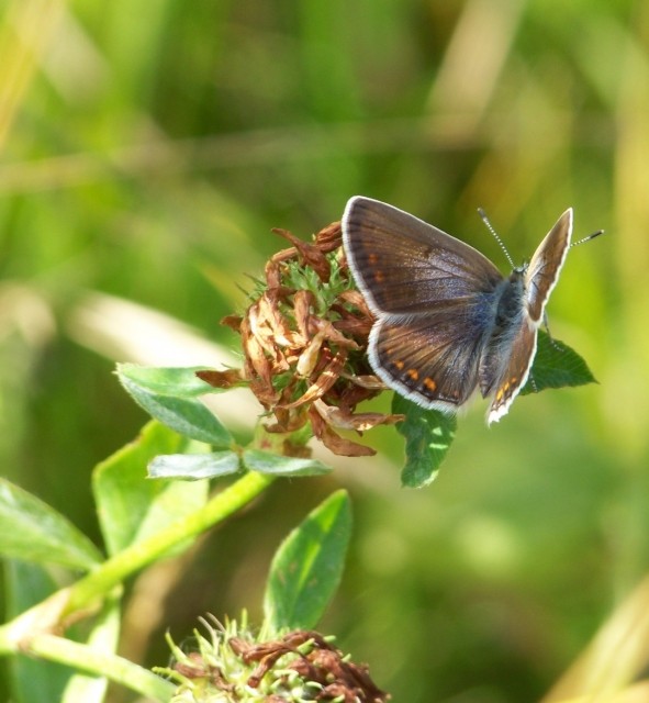 Superbes papillons