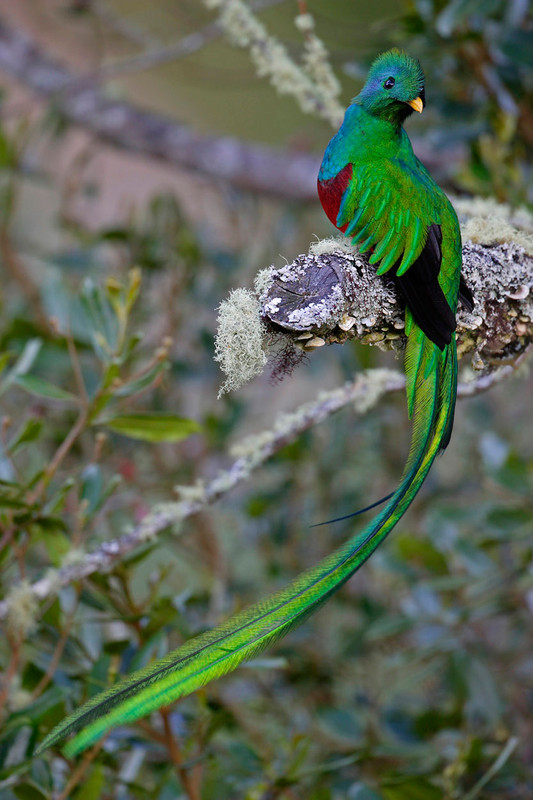 Superbes images d'oiseaux