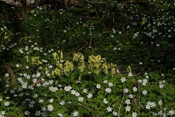 Sous bois au printemps