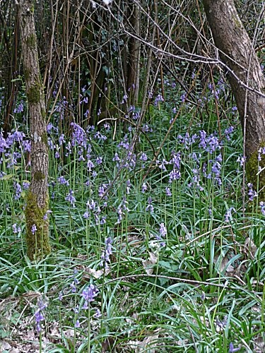 Paysages -Printemps -Eté