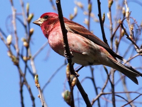 Superbes images d'oiseaux