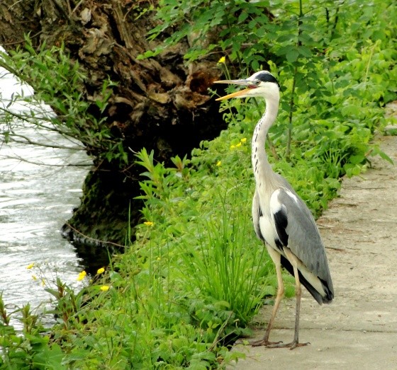 Superbes images d'oiseaux