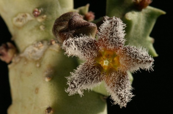 Fleurs de Cactus