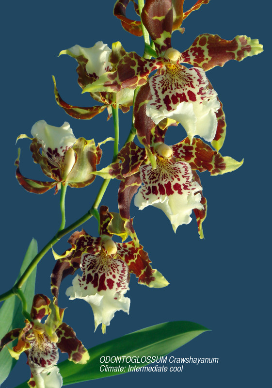 Fleurs d'Orchidées