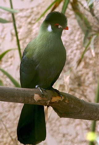 Superbes images d'oiseaux