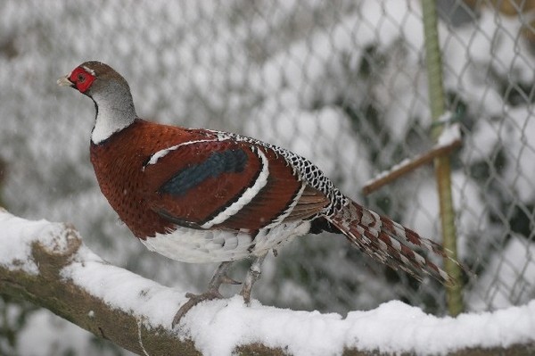 Superbes images d'oiseaux