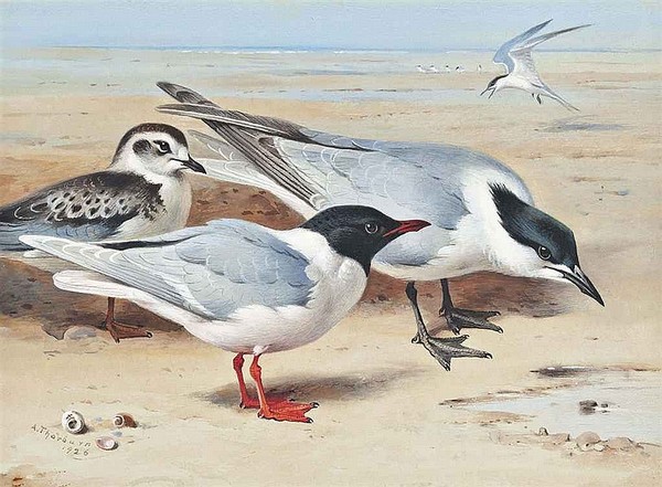 Superbes peintures d'oiseaux