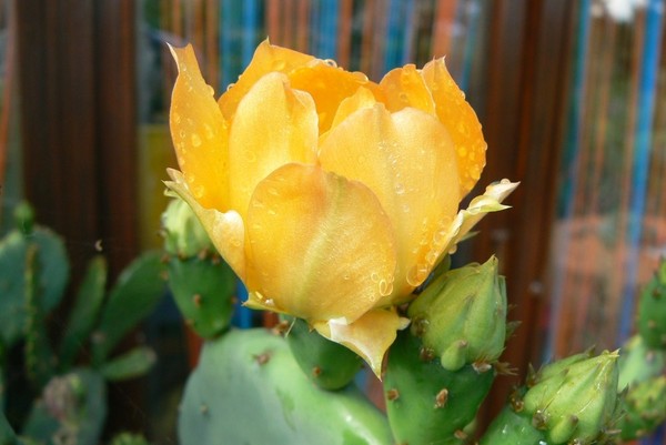 Fleurs de Cactus