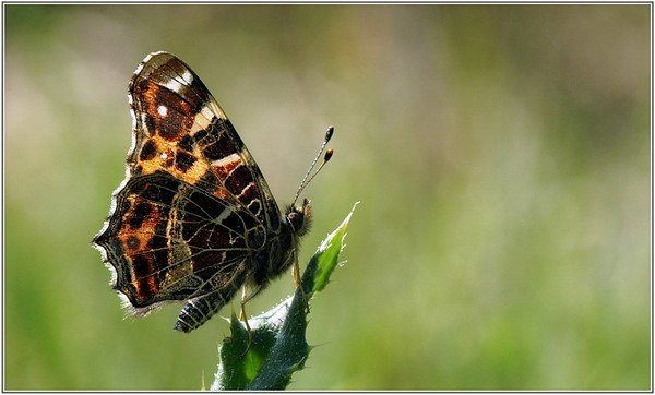 Superbes papillons