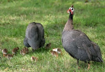 Belles familles