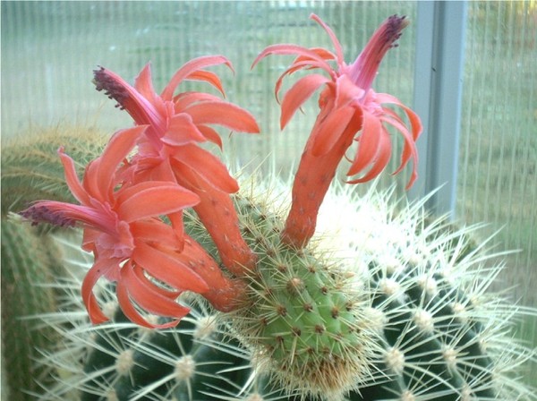 Fleurs de Cactus