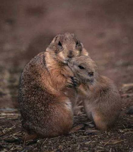 Belle famille