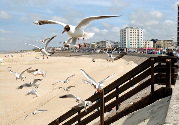 Plage du Nord - Pas de Calais