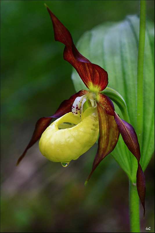 Fleurs d' Orchidées