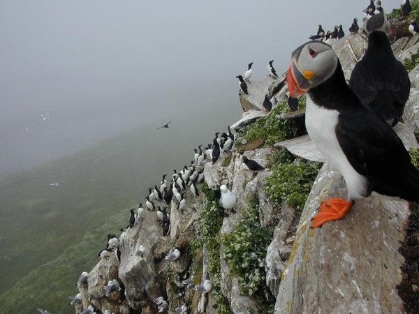 Superbes images d'oiseaux