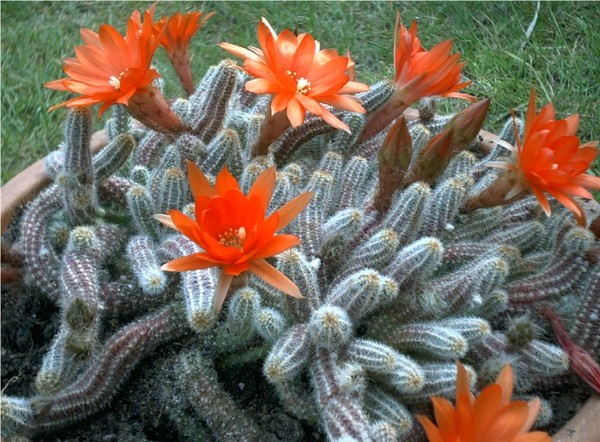 Fleurs de Cactus