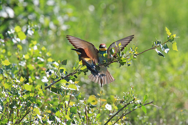 Superbes images d'oiseaux