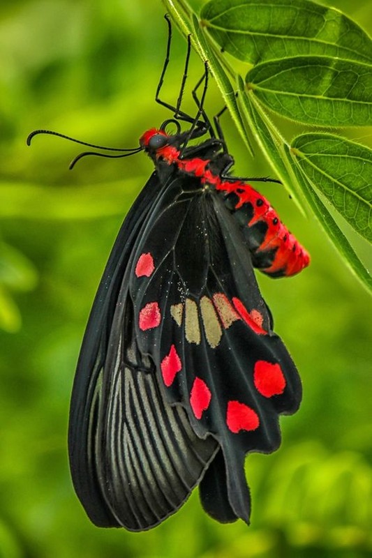 Superbe papillon