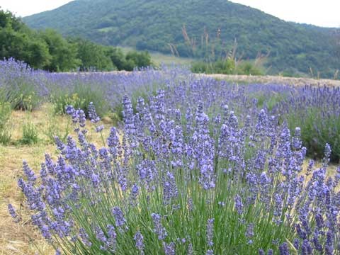 Paysages -Printemps -Eté