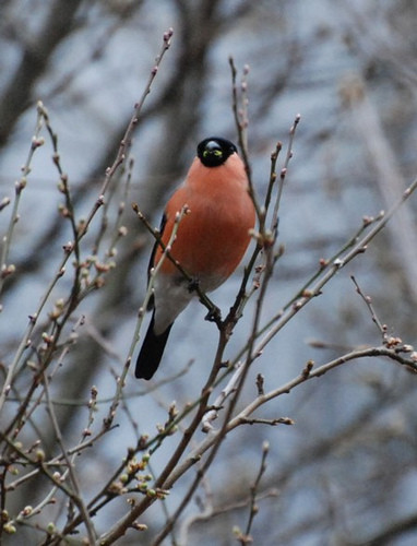 Superbes images d'oiseaux