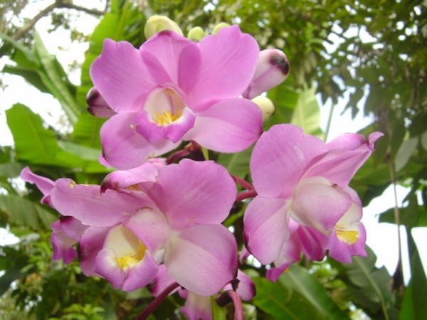 Fleurs d'Orchidées