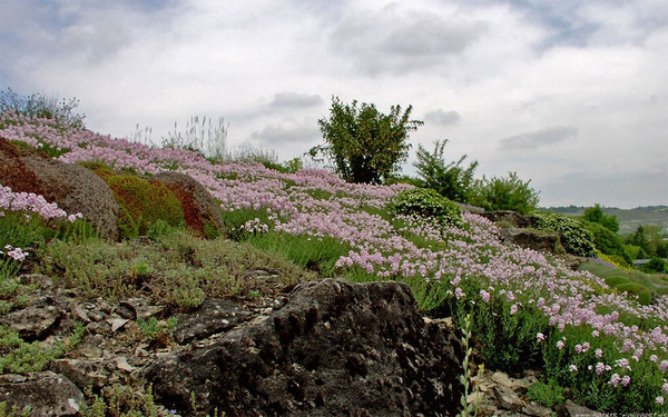 Fleurs et paysages ( printemps-été)