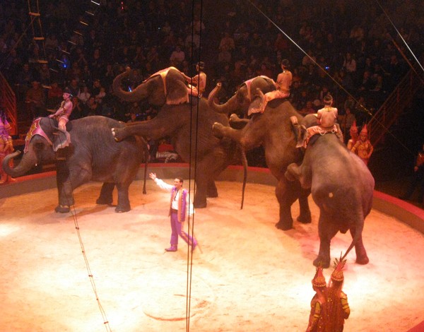 Amiens- Cirque Arlette Gruss