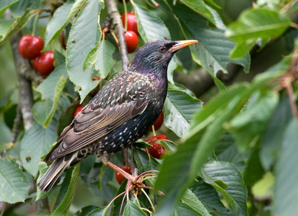 Superbes images d'oiseaux