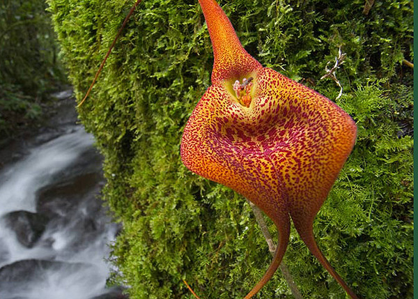 Fleurs d' Orchidées