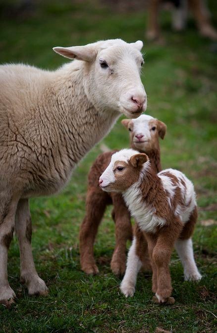 Belle famille