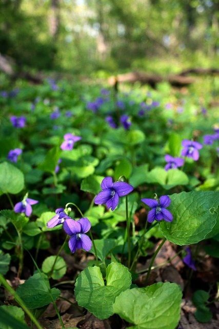 Sous bois au printemps