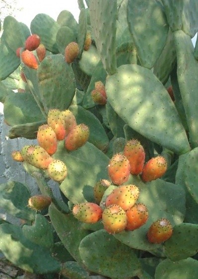 Fleurs de Cactus