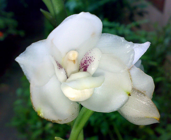 Orchidée  insolite  