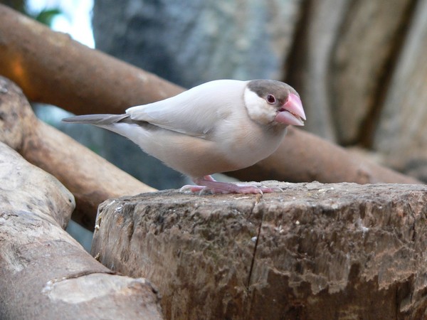 Superbes images d'oiseaux