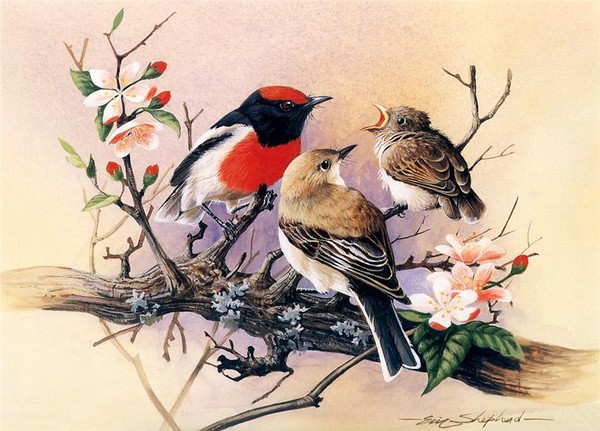 Superbes peintures d'oiseaux