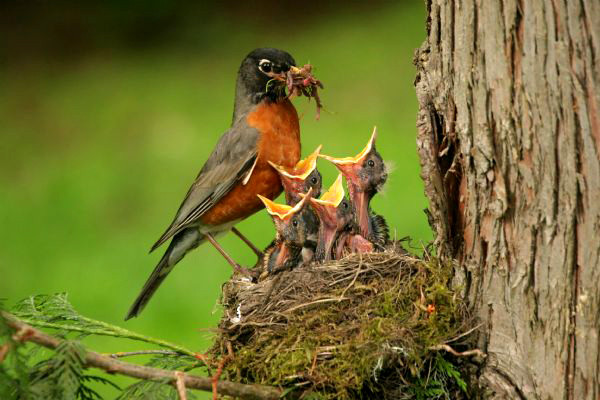 Superbes images d'oiseaux