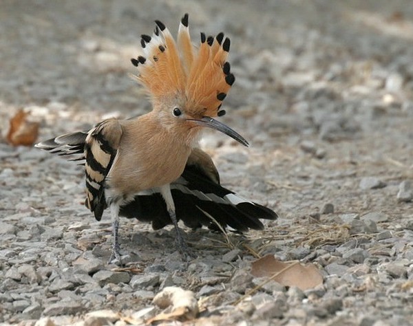 Superbes images d'oiseaux